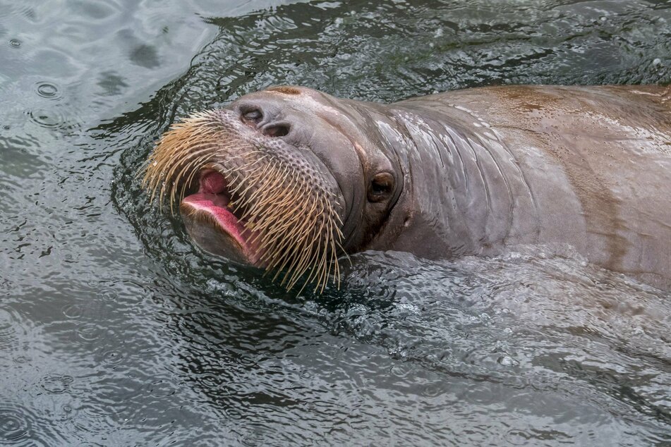 The young walrus was in good condition when examined in Wales (stock image).