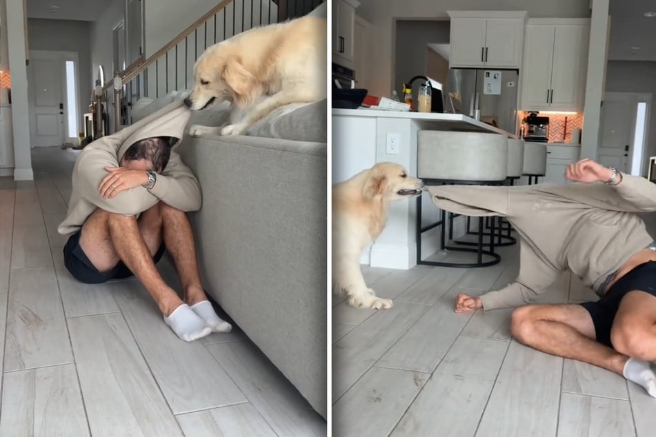 The Golden Retriever Bauer couldn't care less about the test and practically tore his owner apart! The hilarious clip has been viewed nearly one million times.