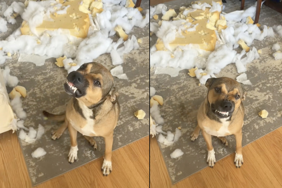 Apparently sensing that he was about to get into big trouble, this charming doggo resorted to his strongest weapon and put on a "sweet" smile.