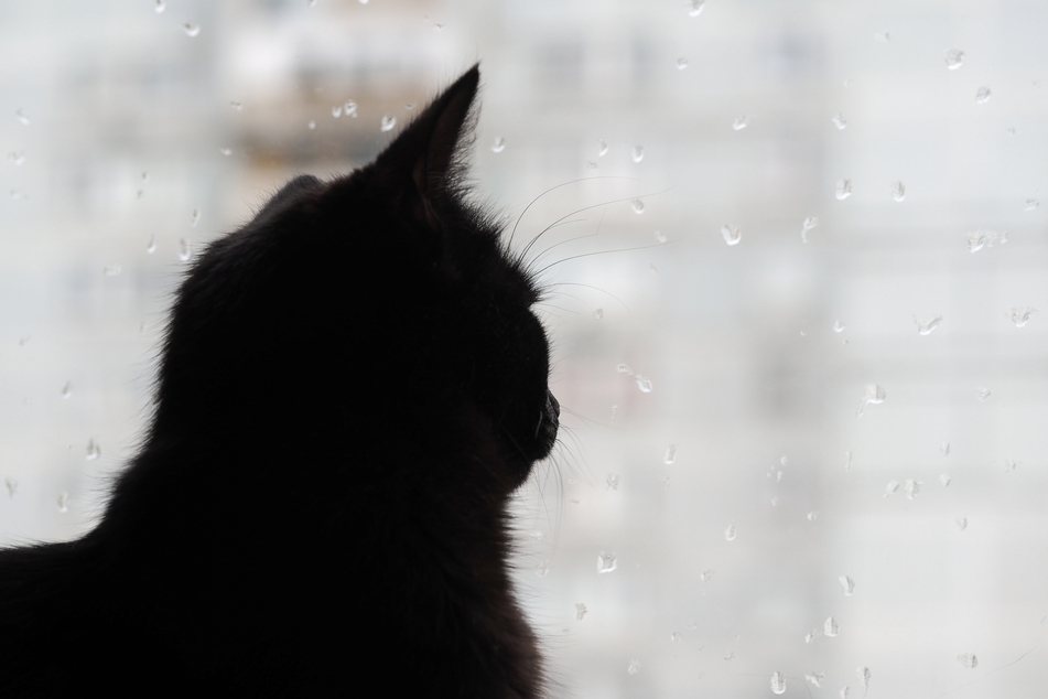 The cat grandma fell into depression after her animal friend passed away (stock image.)