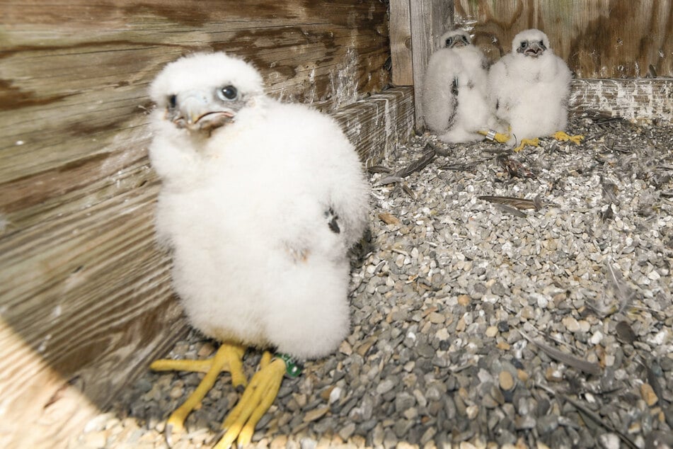 Officials discovered three fluffy birds on the Verrazzano-Narrows Bridge in New York City.