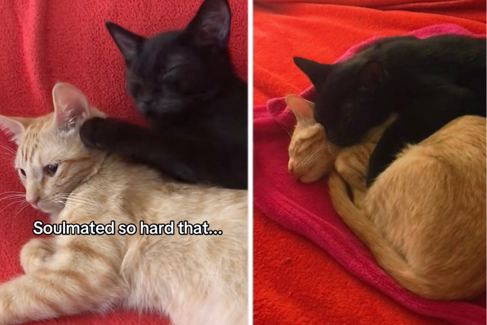 How this cat copes with the death of her "soulmate" sibling has TikTok users weeping