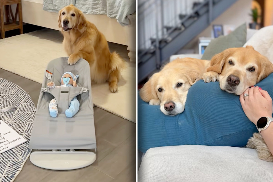Dog owners await new baby – and their golden retrievers "prepare" in the sweetest way