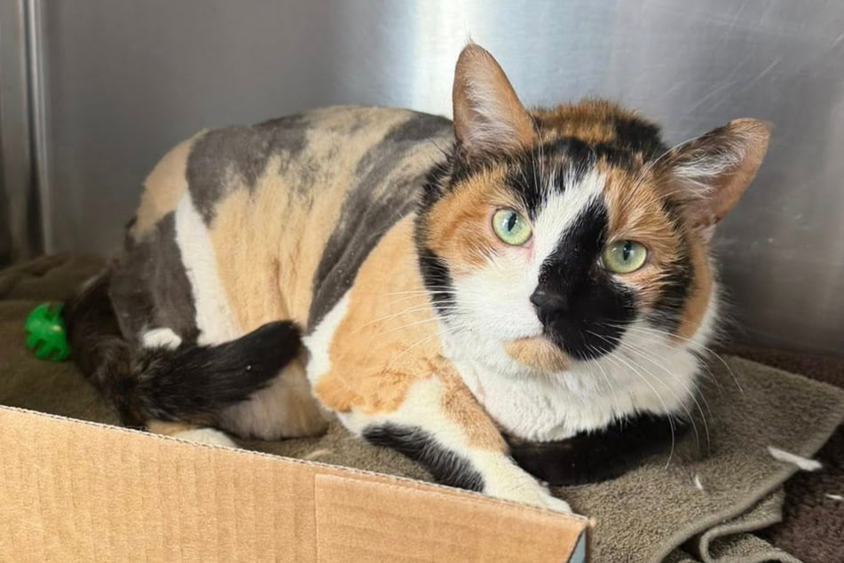 This is how Rosie the cat looks today.