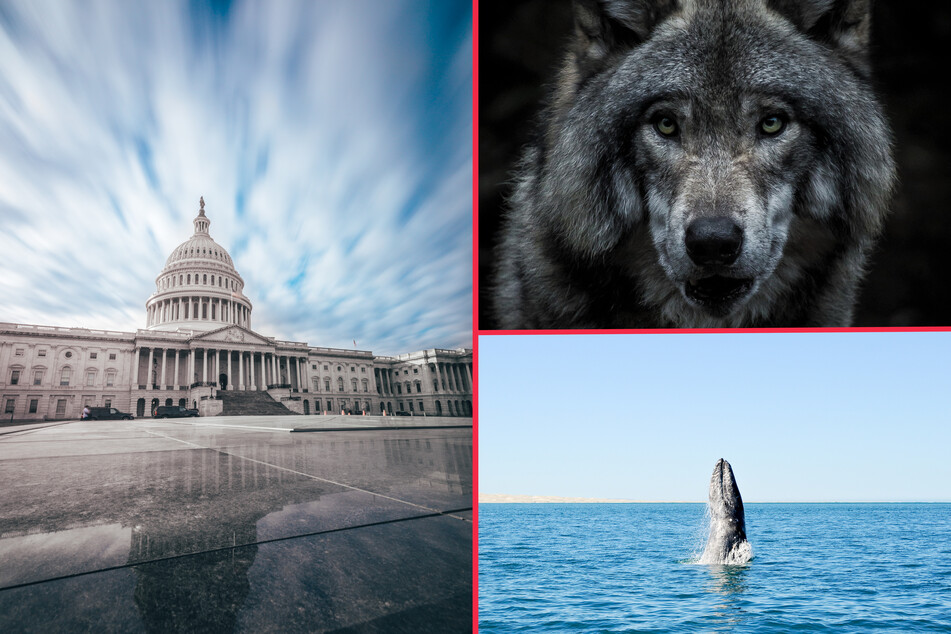 Republicans strip life-saving protections from country's most endangered species