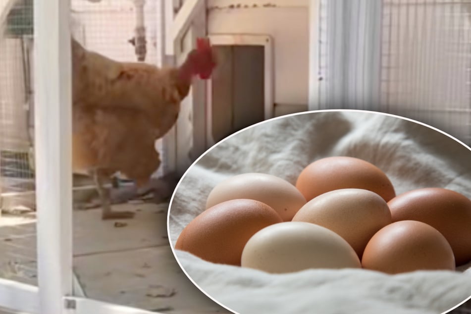 Teenager is shocked to find mysterious bird eggs in his bed! How did they get there?