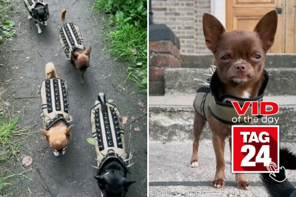 Viral Video of the Day for August 19, 2023: Hardcore Chihuahuas rock TikTok world!