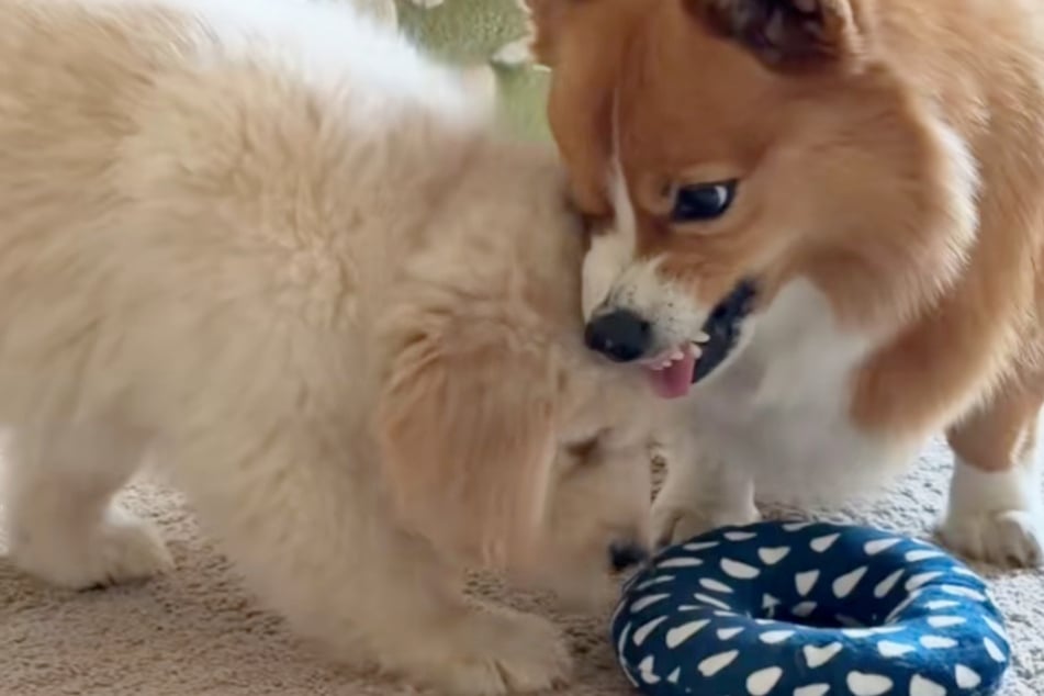 The corgi wasn't afraid to show her sassy side to the new puppy!