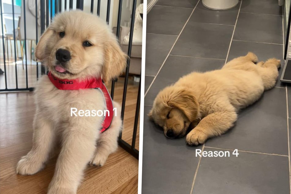 Zebby's owner has "a million" reasons why you should also get a golden retriever!