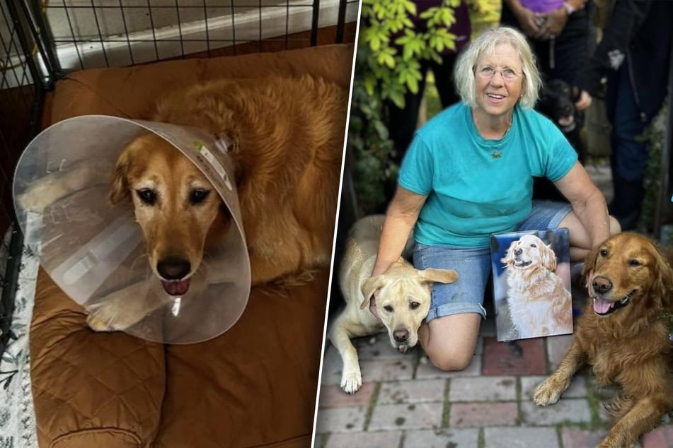 Deaf dog owner struggles to cope after truck crash kills beloved pets: "My family is gone"