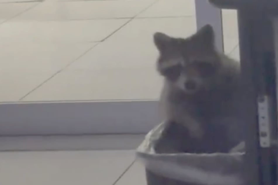 Burglar in the office? Workers catch the animal intruder red-handed: "The authorities have been alerted"