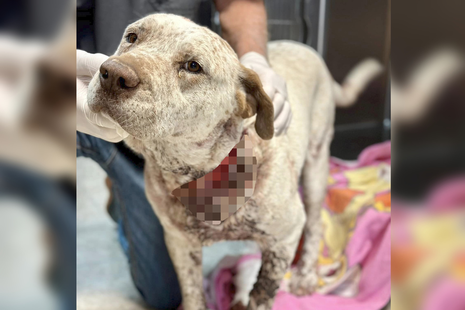 What happened in Pancho's new home is a dog owner's worst nightmare.