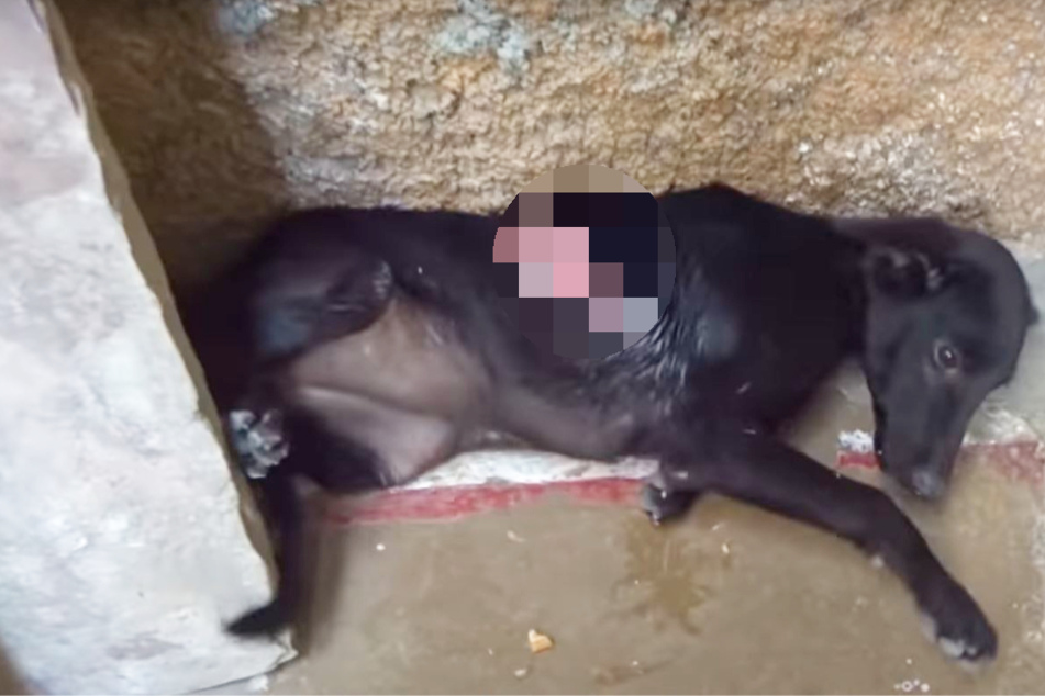 Wounded dog hides in pain until kindhearted people come to her aid