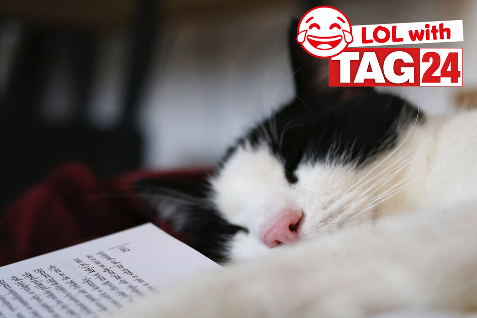 Joke of the Day for December 16, 2023: Get your funny on for Caturday