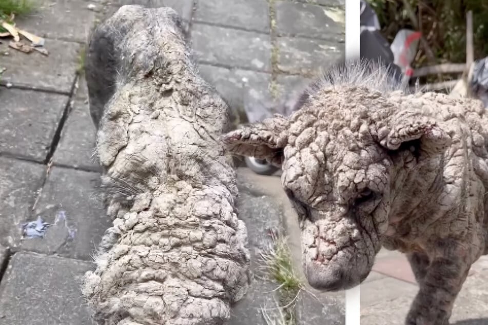 Stray dog found in rough condition by rescuers: "He had turned to stone"