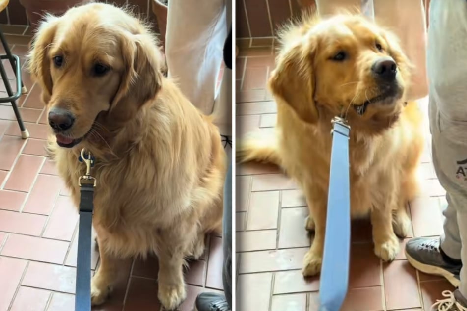 Dog is suddenly terrified for this odd reason: "A full panic attack because THIS walked into the café!"