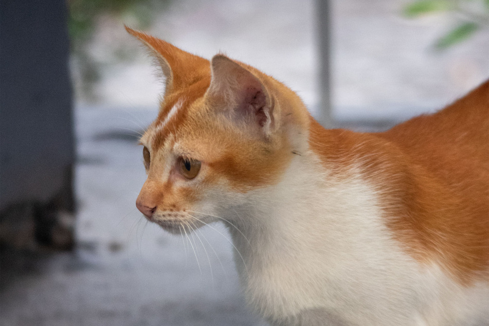 Is there anything cuter than an orange Egyptian Mau?