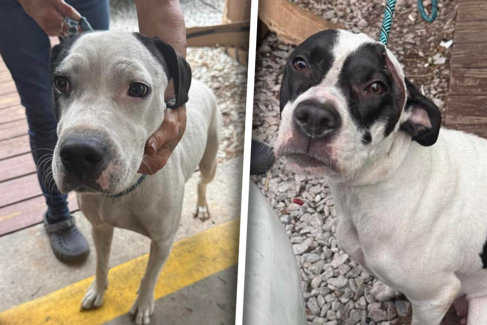 Both dog moms looked exhausted and sad.