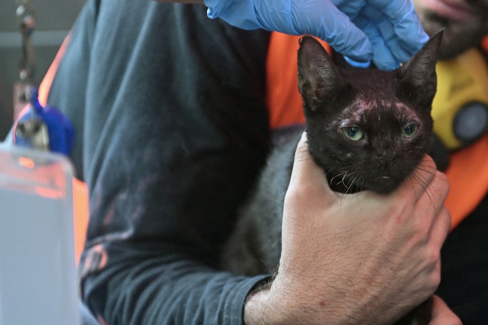 Cat miraculously rescued from ruins of deadly Venezuela earthquakes: "A ray of hope"