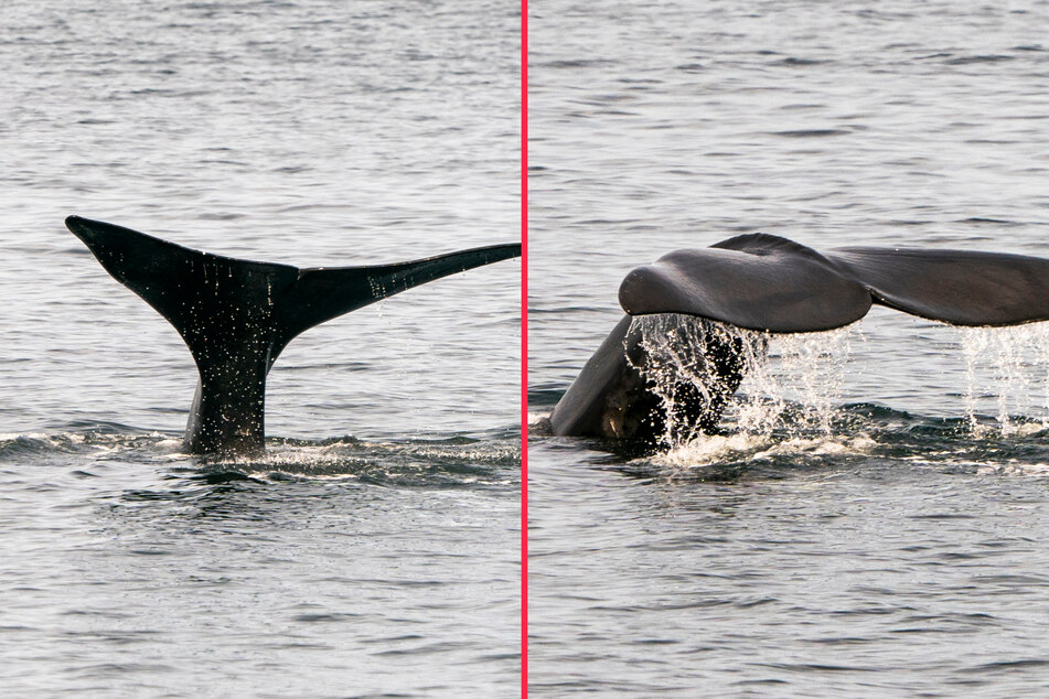 Endangered whale spotted near Ireland for first time in more than a century