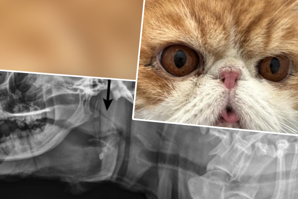 Choking Persian cat ignites firestorm: "This has to stop!"