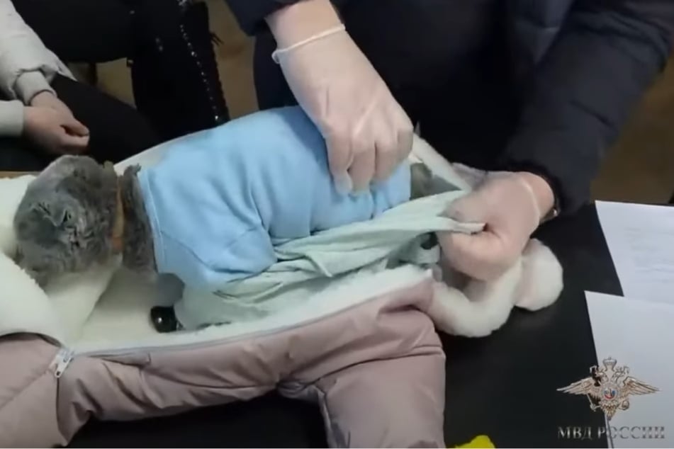 The cat was found by police dressed in layers of clothing.