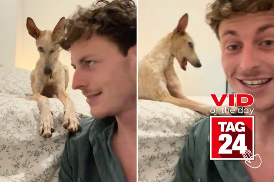 Viral Video of the Day for December 7, 2024: Staring contest between expressive dog and owner blows up on TikTok!