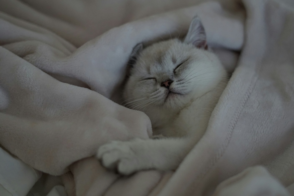 Few creatures are as adorable as the sleeping kitten.