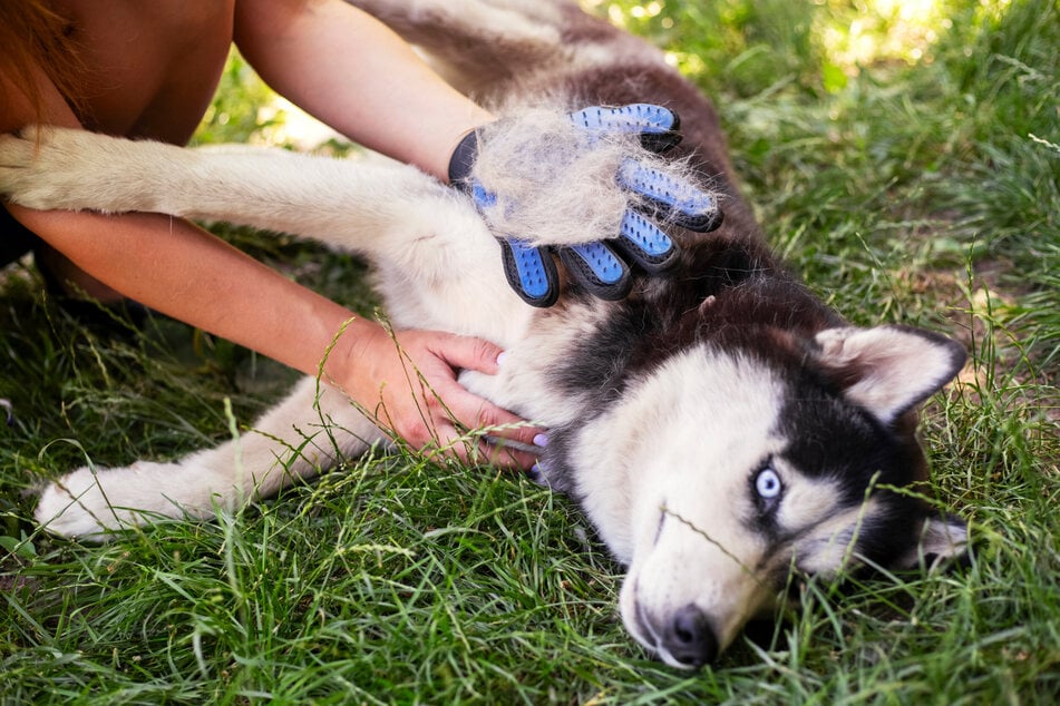 Huskies are known to shed a lot, so you should also brush your Corgi-Husky mix regularly.
