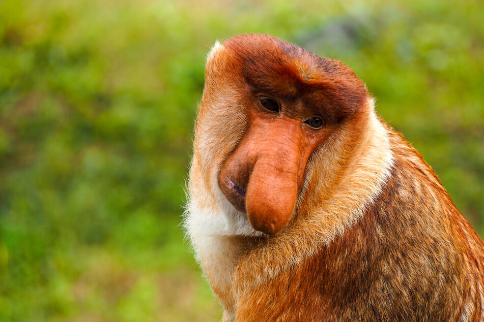 The proboscis monkey is certainly an ugly beast!