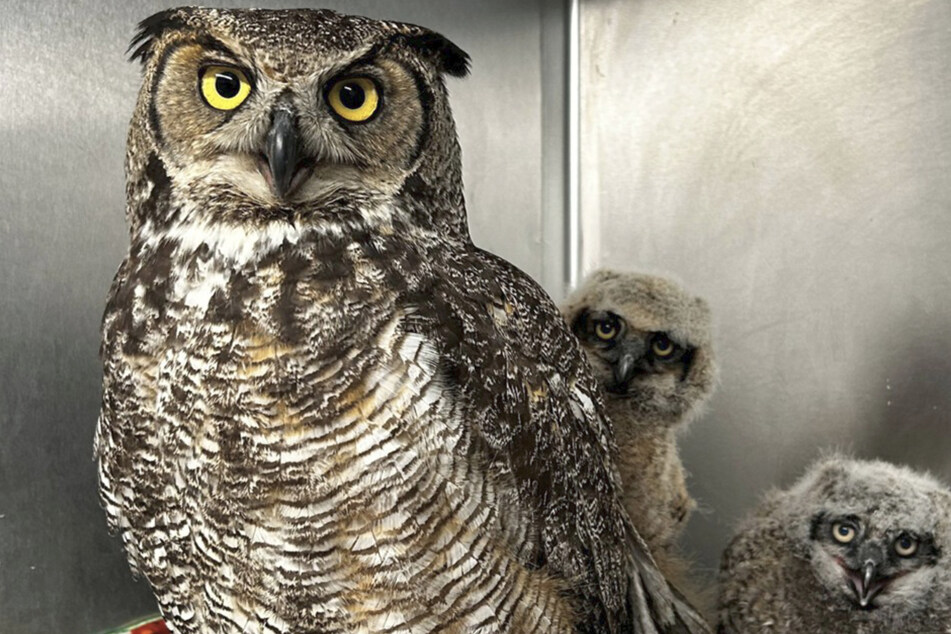 Love at first sight: Owl mama that lost her babies adopts rescued orphans