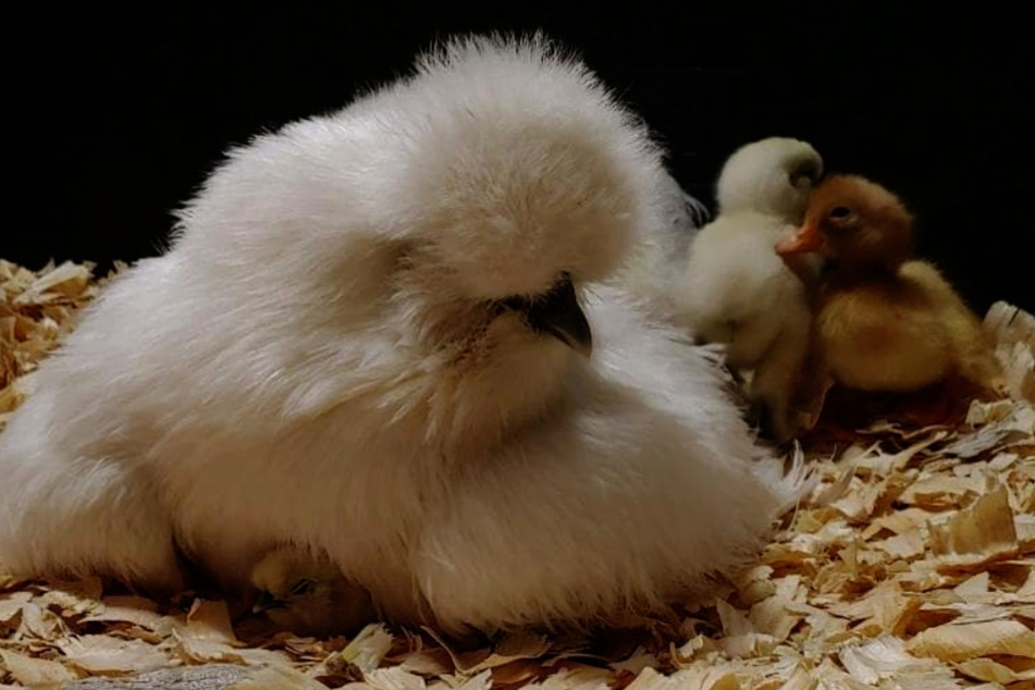 The duckling is quite fond of its "siblings."