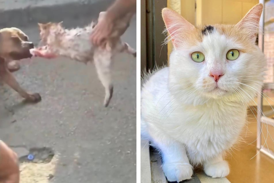 International Cat Day: Mama fights to protect kittens in bloody dog battle