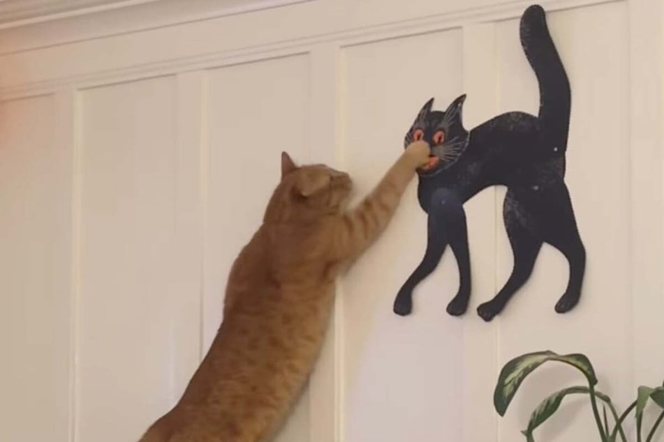 Take that! Milo the kitty bops the other "cat" right in the face.