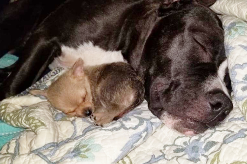 Family discovers the awful truth after searching desperately for their lost dog