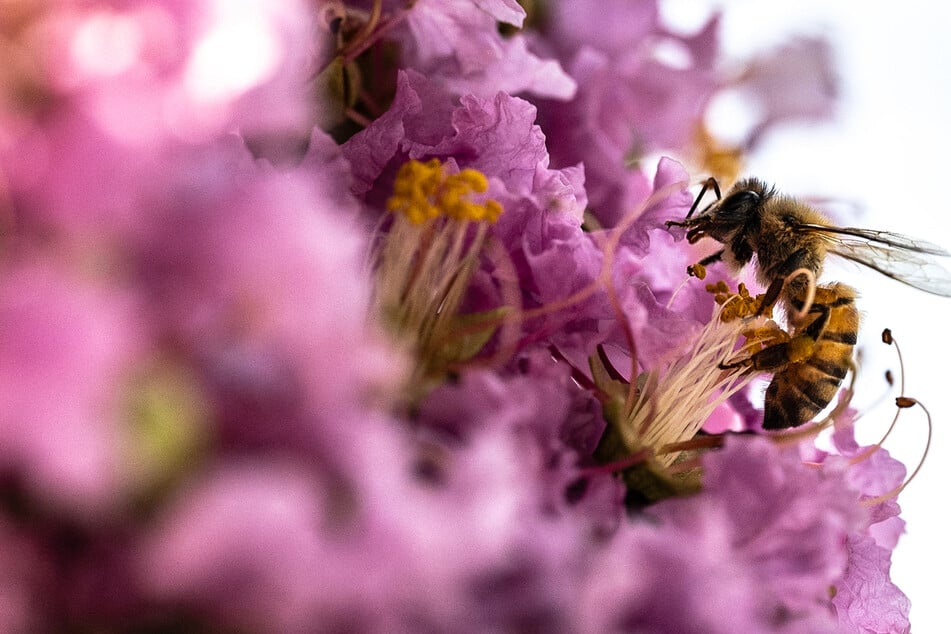 How climate change is making seasonal allergies worse