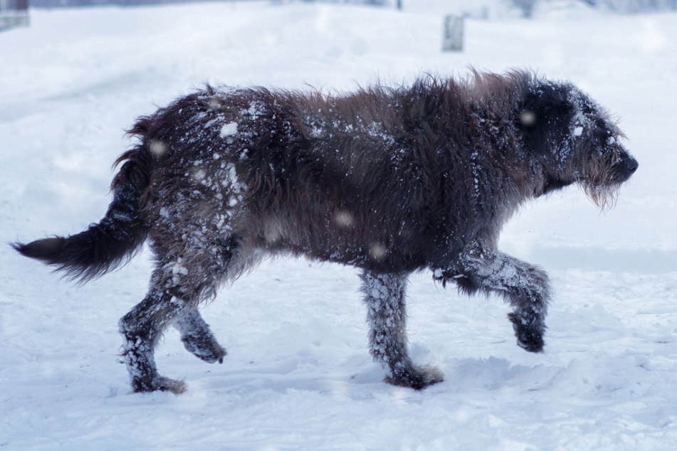 Too blue to be true? These stray dogs take an unnatural hue