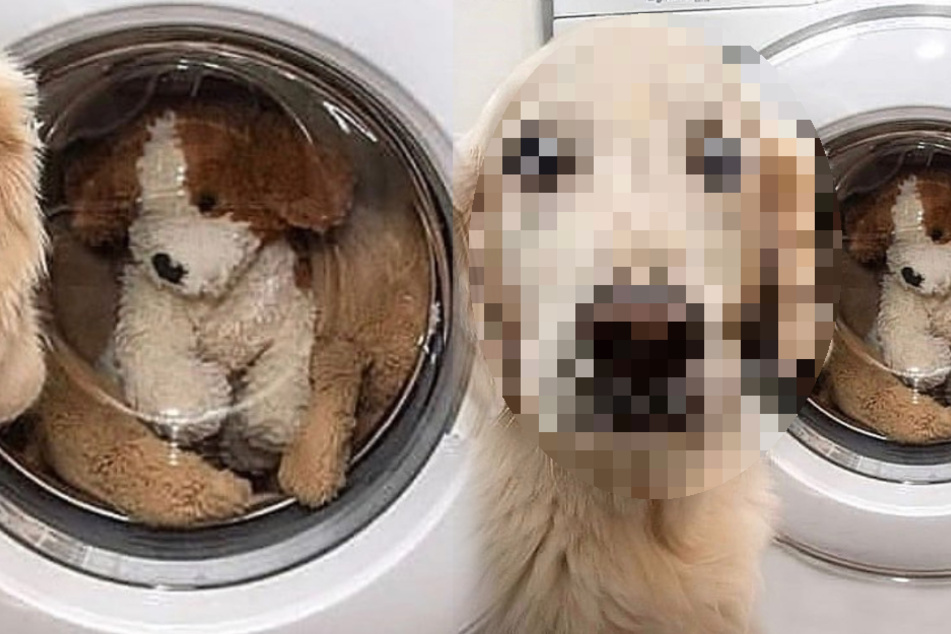 Dog has priceless reaction to seeing his favorite toy in the washing machine
