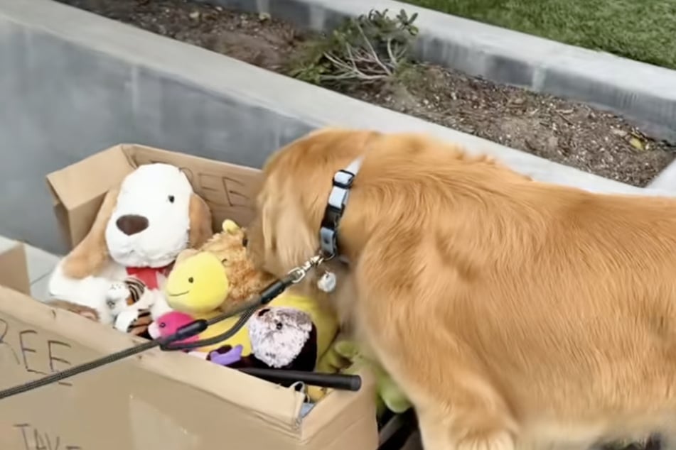 Zebby the dog was allowed to choose a cuddly toy.