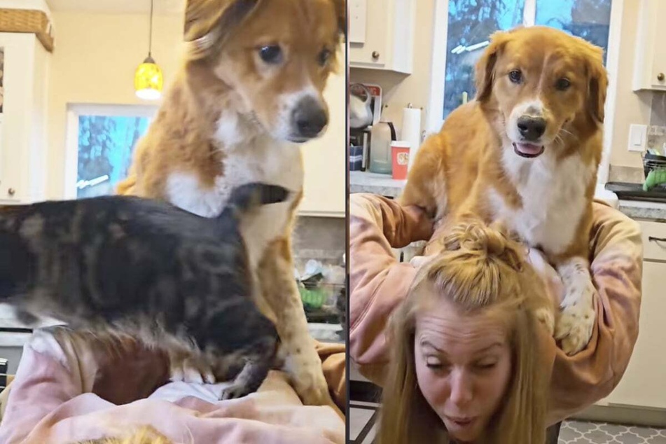 Without further ado, the excited dog also jumped onto mom's back and scared the cat away.