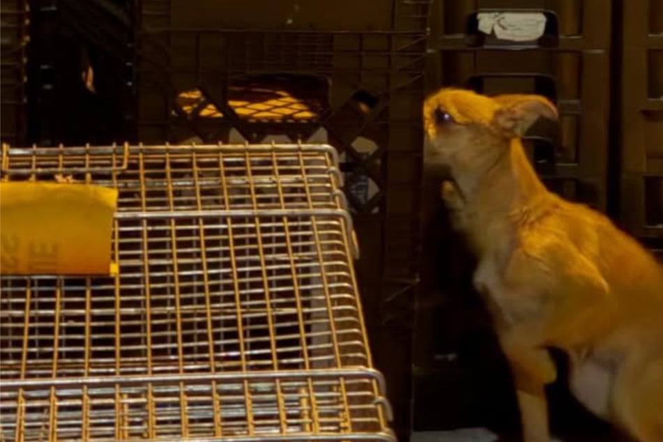 Dog is terrified after being dumped in the trash – how will rescuers get her to trust them?