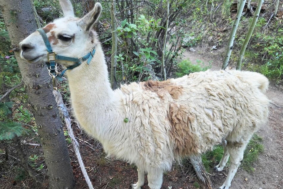 The llama was finally rescued after a slow and arduous process.