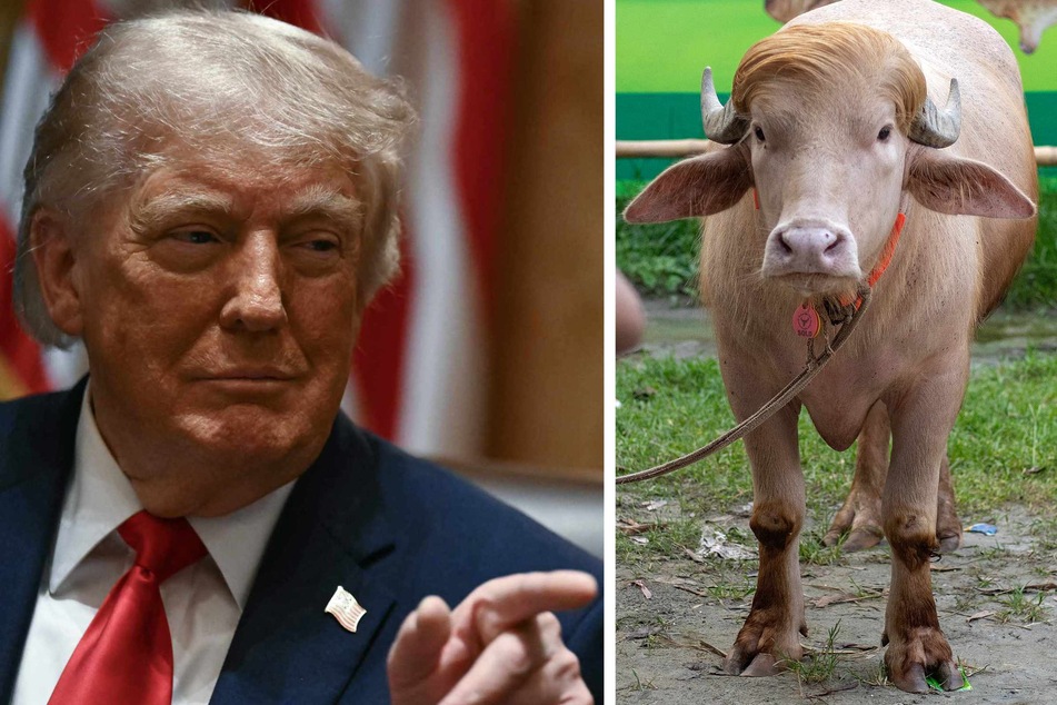 "Trump" lookalike buffalo spared from sacrifice after becoming viral sensation!