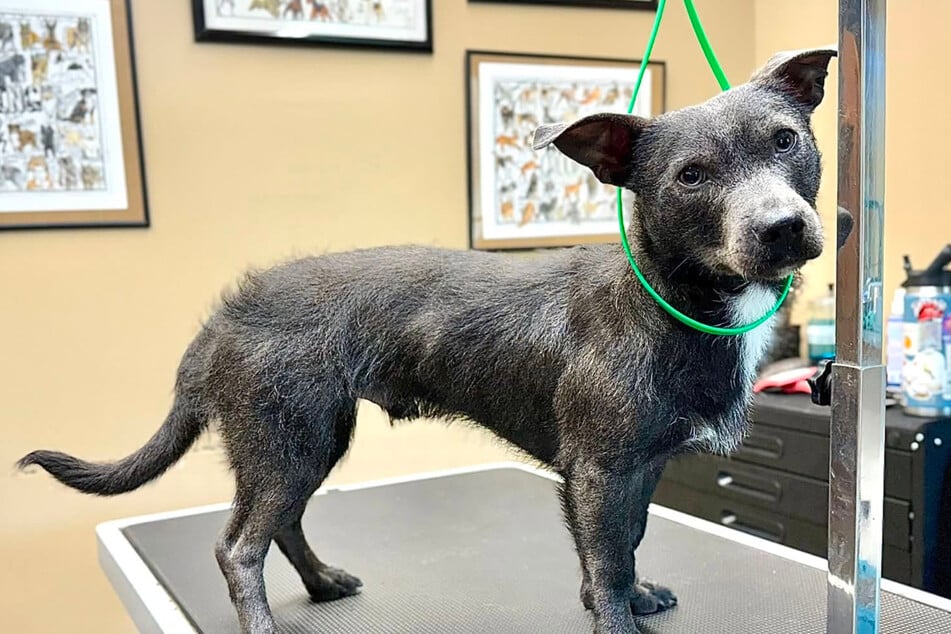 The dog named Dante has an unusual appearance, leading his owner on a quest to discover his parentage.
