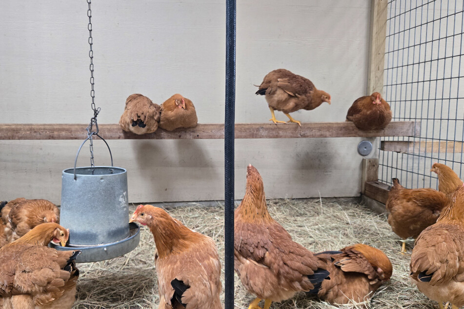 Avian influenza has spread across the world like never before in the last few years, leading to the mass culling of poultry, sending egg prices soaring, and causing the deaths of several people in contact with infected animals.
