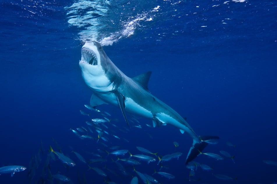 An Australian tourist has died after being attacked by a shark in the French overseas territory of New Caledonia, in the South Pacific.