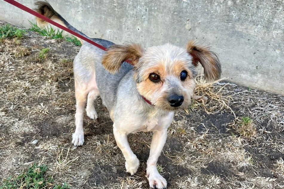 What a change! This is what Jin the dog looks like now.