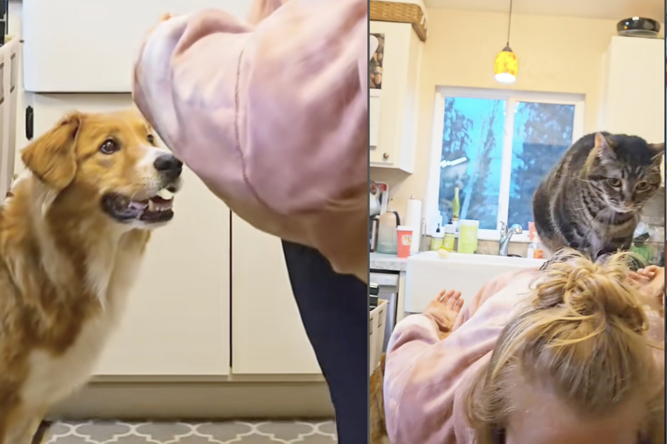 Darrel the dog got adorably jealous when he noticed that his cat sibling was allowed to play with their mama before he was.