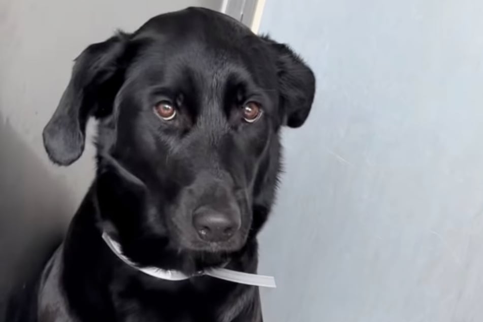 Poor Mila the dog was terrified.