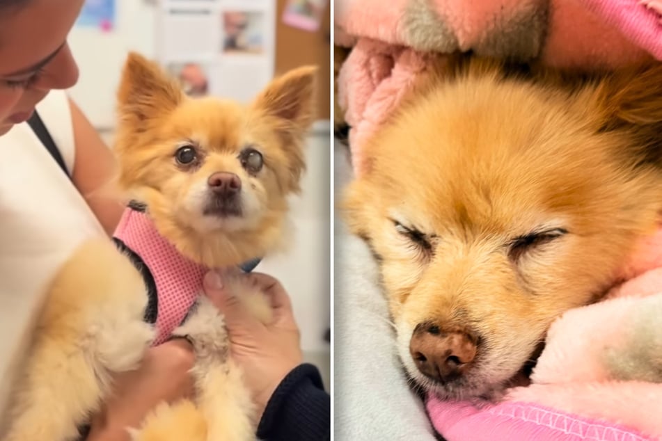 Woman reunites with her missing childhood dog after a decade!